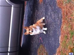 Pembroke Welsh Corgi stud dog: Tan and white Pembroke Welsh Corgi sitting on pavement