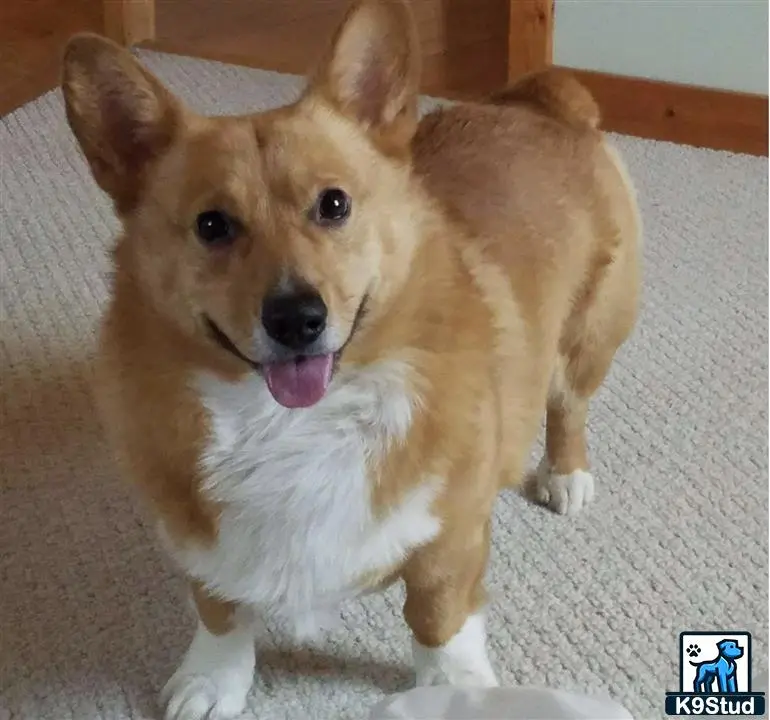 Pembroke Welsh Corgi stud dog