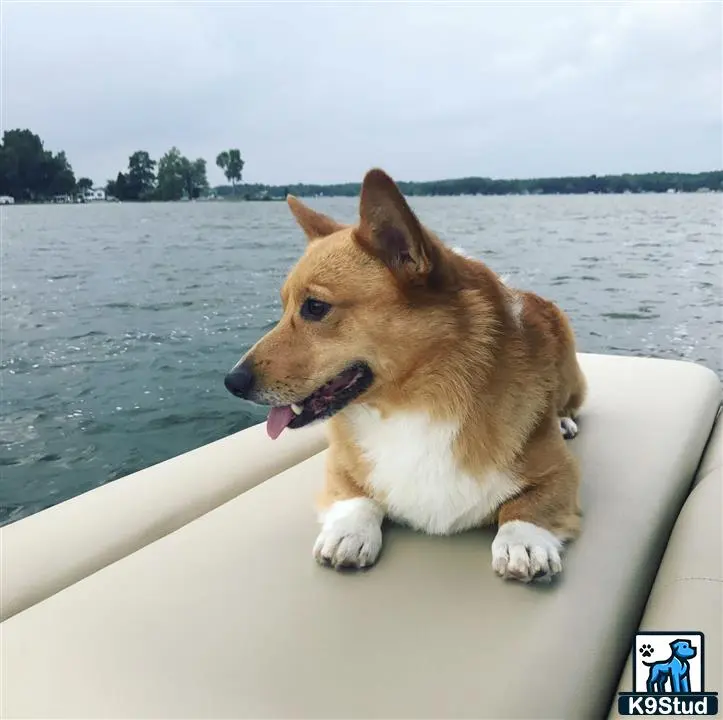 Pembroke Welsh Corgi stud dog