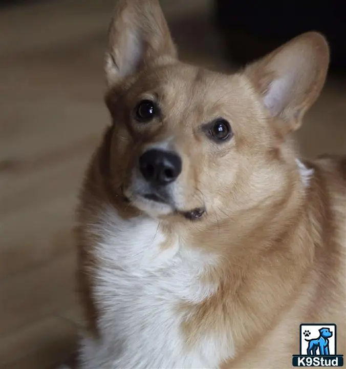 Pembroke Welsh Corgi stud dog