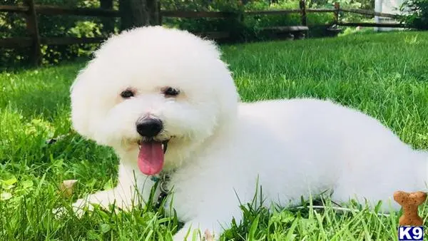 Bichon Frise