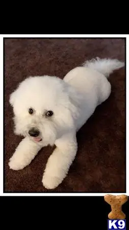 Bichon Frise stud dog