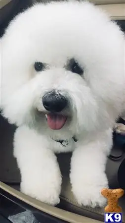 Bichon Frise stud dog