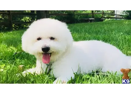 Bichon Frise