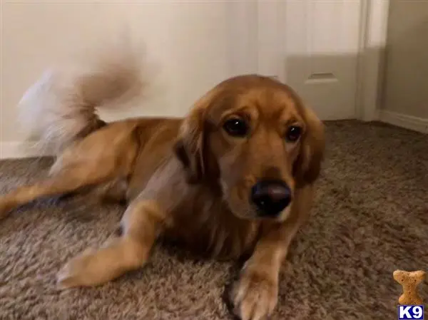 Golden Retriever stud dog: a golden retriever dog lying on the carpet