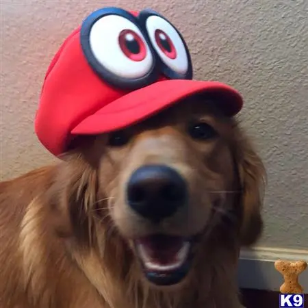 Golden Retriever stud dog: a golden retriever dog wearing a hat