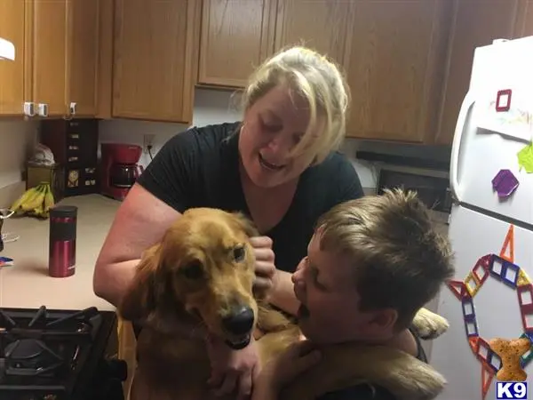 Golden Retriever stud dog: a person and two children