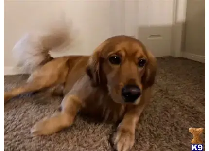 Golden Retriever stud dog: a golden retriever dog lying on the carpet