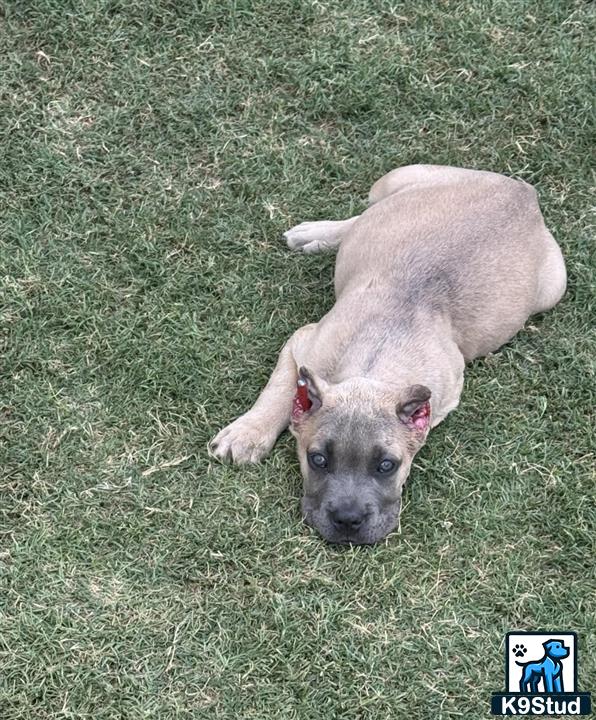 a cane corso dog lying on grass