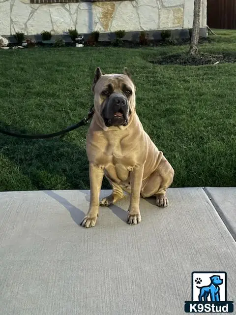 Cane Corso puppy for sale: a cane corso dog sitting on a sidewalk
