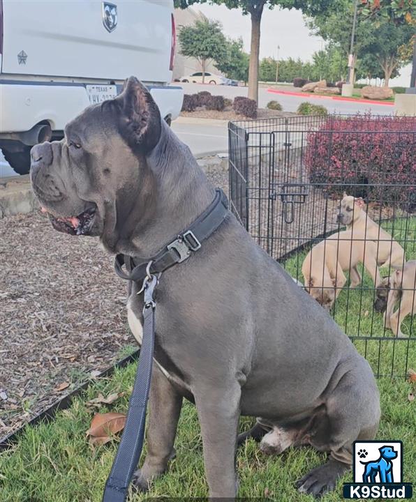 a cane corso dog standing on grass