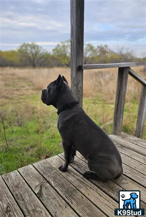 Cane Corso stud dog: a cane corso dog sitting on a wooden bench