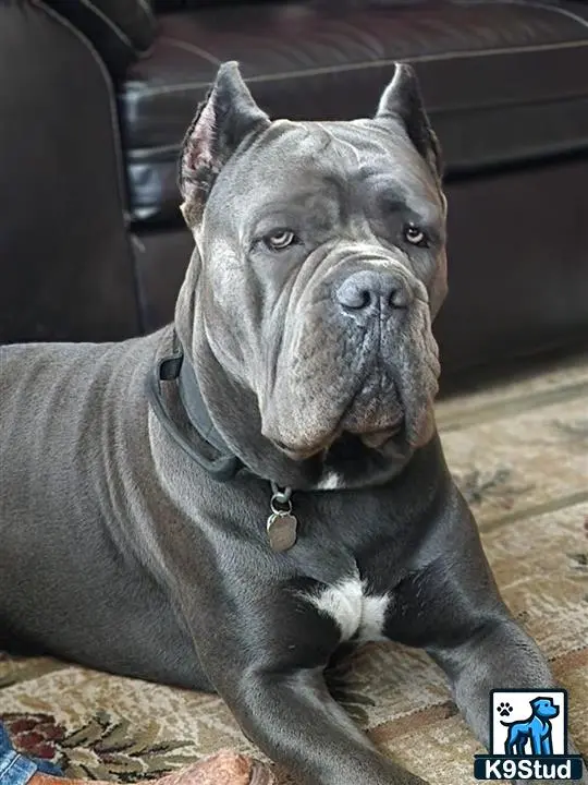 Cane Corso stud dog: a cane corso dog sitting on the floor