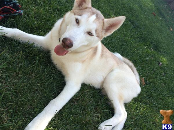 Siberian Husky stud dog