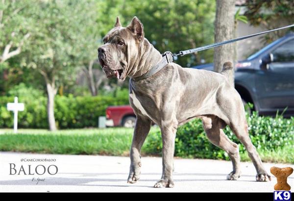 Cane Corso