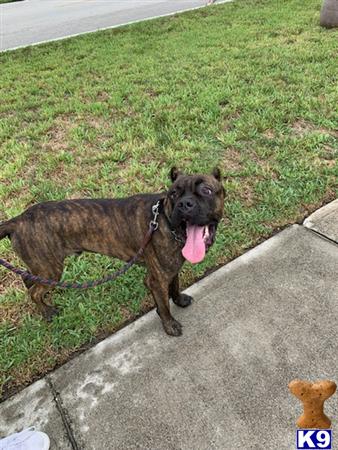 Cane Corso dog