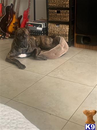 Cane Corso dog