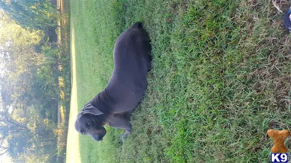 Weimaraner stud dog