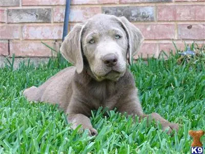 Labrador Retriever puppy for sale