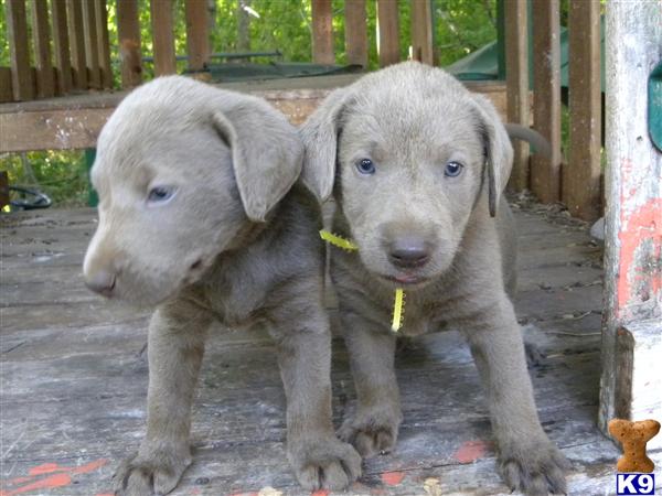 silver lab puppies for sale in ky akc silver labrador retriever puppies for sale dogs our friends photo silver lab puppies for sale in ky akc silver labrador retriever puppies for sale dogs our friends photo
