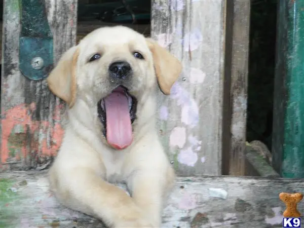 Labrador Retriever puppy for sale