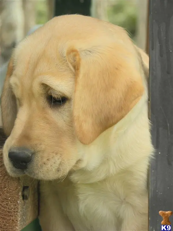 Labrador Retriever