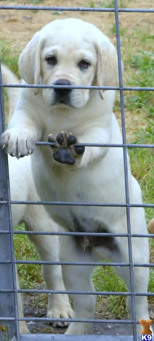 Labrador Retriever puppy for sale