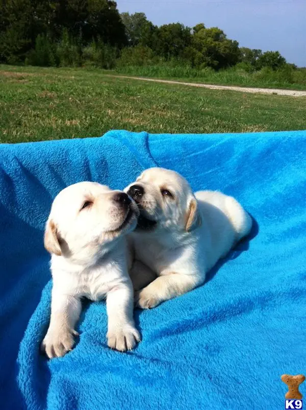 Labrador Retriever