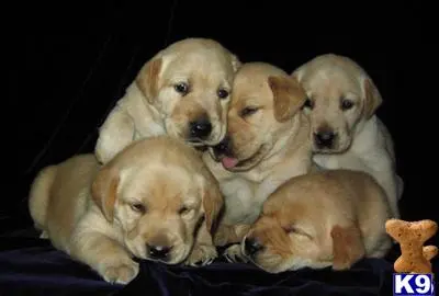 Labrador Retriever puppy for sale