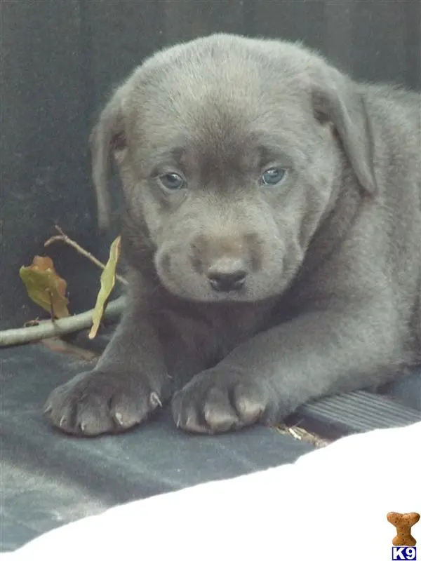 Labrador Retriever