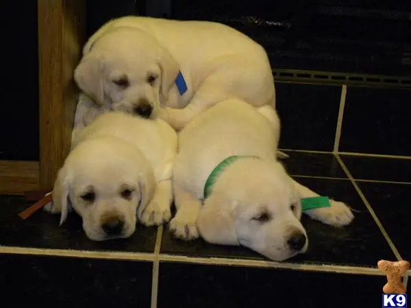 Labrador Retriever puppy for sale