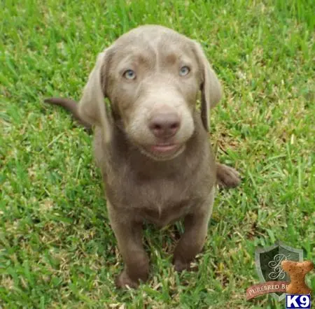 Labrador Retriever stud dog