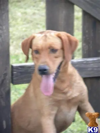 Labrador Retriever stud dog