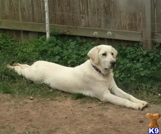 Labrador Retriever stud dog