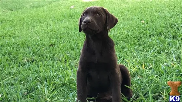 Labrador Retriever puppy for sale