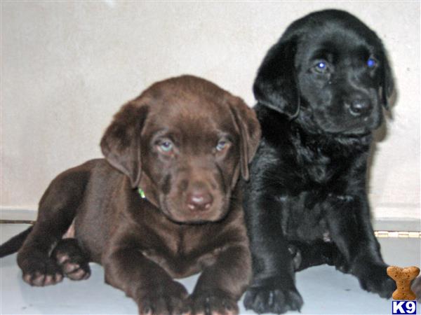 Labrador Retriever dog