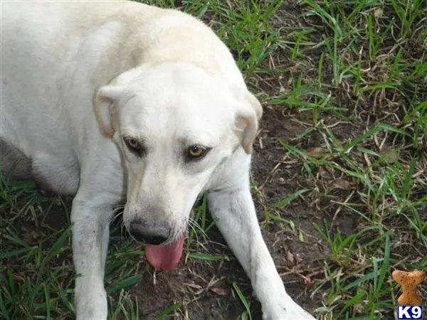 Labrador Retriever puppy for sale