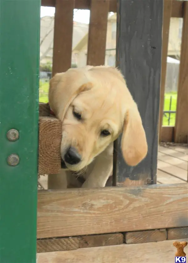 Labrador Retriever puppy for sale