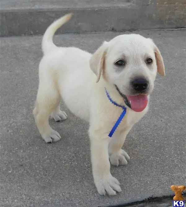 Labrador Retriever puppy for sale