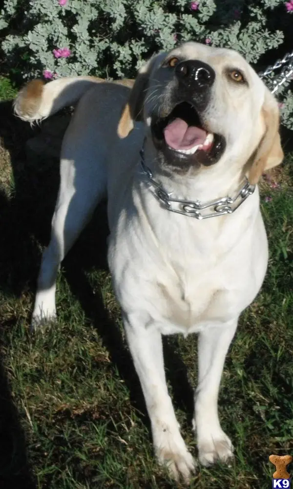 Labrador Retriever puppy for sale