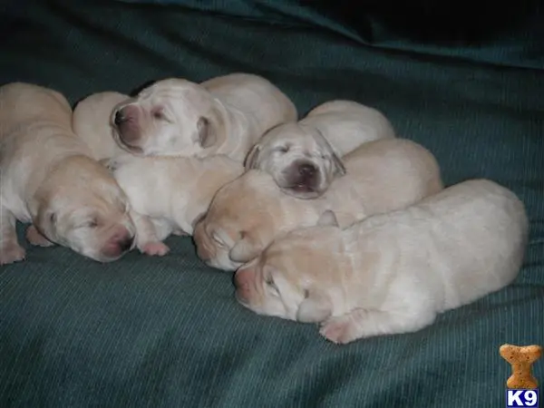 Labrador Retriever puppy for sale