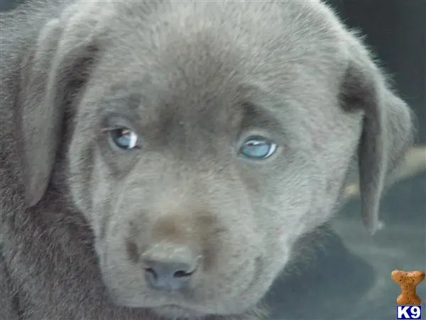 Labrador Retriever puppy for sale