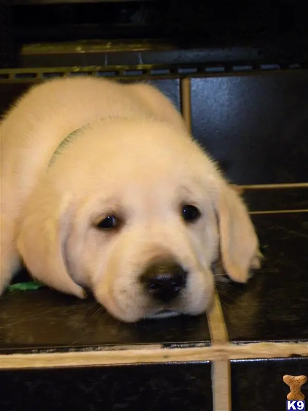 Labrador Retriever puppy for sale