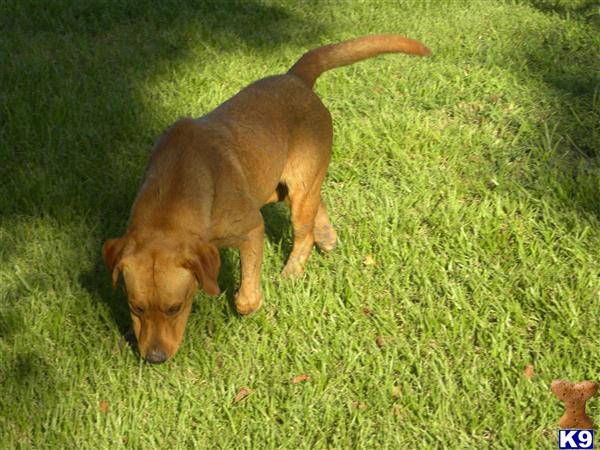 Labrador Retriever dog