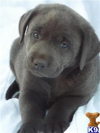 Labrador Retriever stud dog