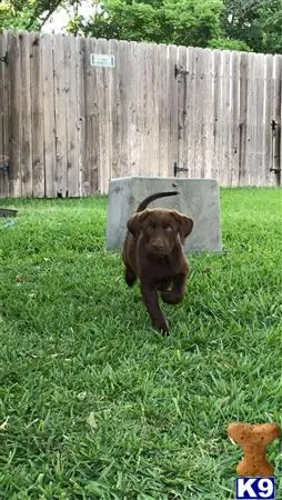 Labrador Retriever puppy for sale