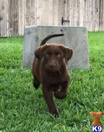 Labrador Retriever dog