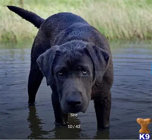 Labrador Retriever puppy for sale