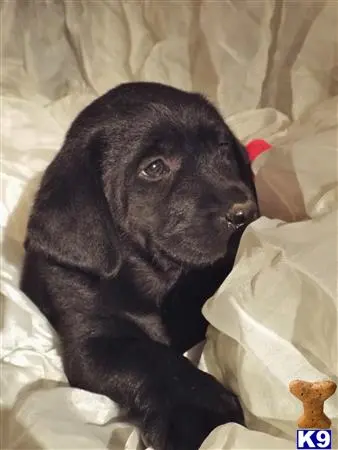 Labrador Retriever puppy for sale