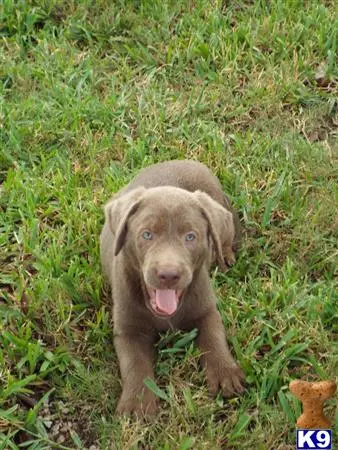 Labrador Retriever puppy for sale